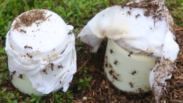 To krukker med yoghurt i en tue dækket af myrer