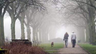 Par går tur på Frederiksberg med en hund i en park