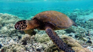 Suppeskildpadde (Chelonia mydas)