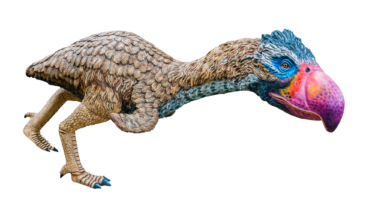 Terrorfugl