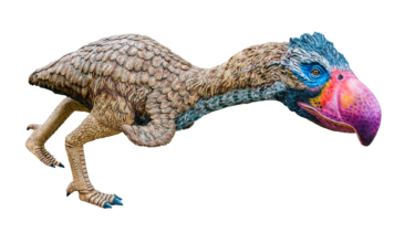 Terrorfugl