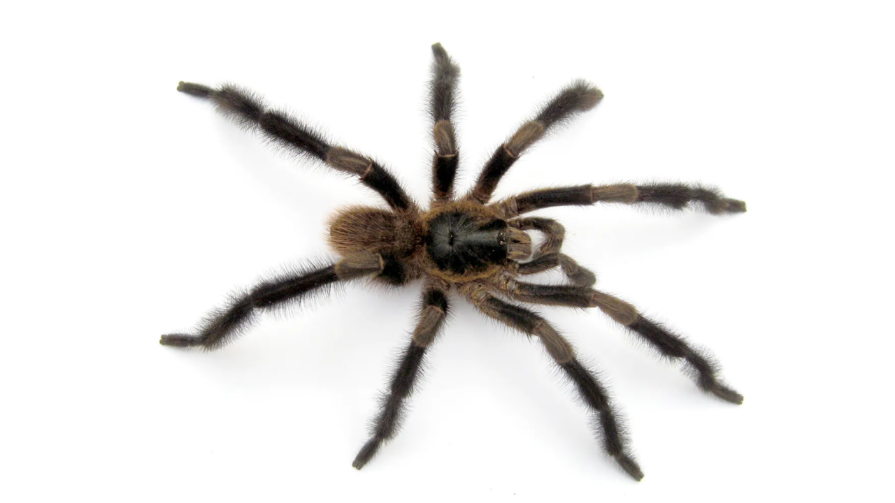 Trichopelma grande