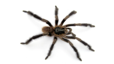 Trichopelma grande