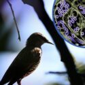Fugl og H5N1-fugleinfluenza-partikler ses i højre hjørne.