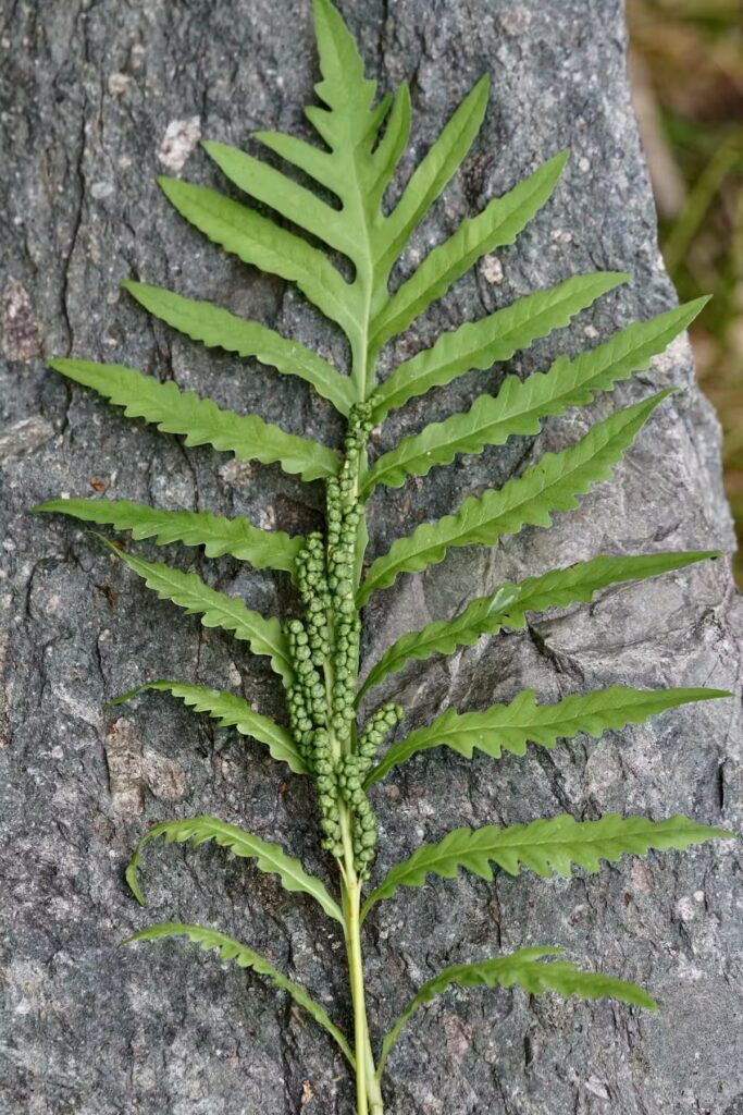 Onoclea sensibilis