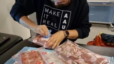 Mand klargør flæskesteg til at blive ultraskannet