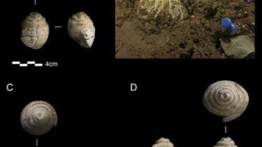 Det er disse fossiler, som har fået forskere til at tro, at neandertalere måske kunne tænke abstrakte tanker. (Foto: Ruiz et al.)