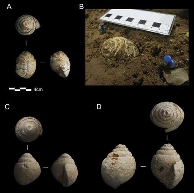 Det er disse fossiler, som har fået forskere til at tro, at neandertalere måske kunne tænke abstrakte tanker. (Foto: Ruiz et al.)