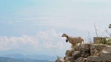 Kan en ged mærke, hvis en vulkan snart går i udbrud? På billedet ses en ged på et bjerg i det østlige Sicilien. (Foto: Shutterstock)