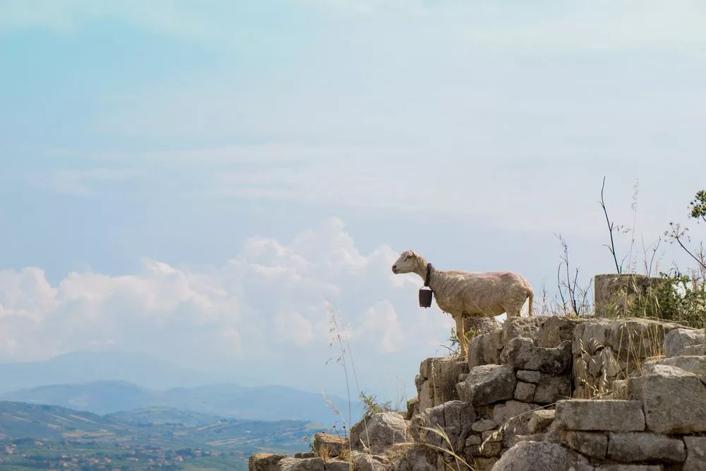 Kan en ged mærke, hvis en vulkan snart går i udbrud? På billedet ses en ged på et bjerg i det østlige Sicilien. (Foto: Shutterstock)