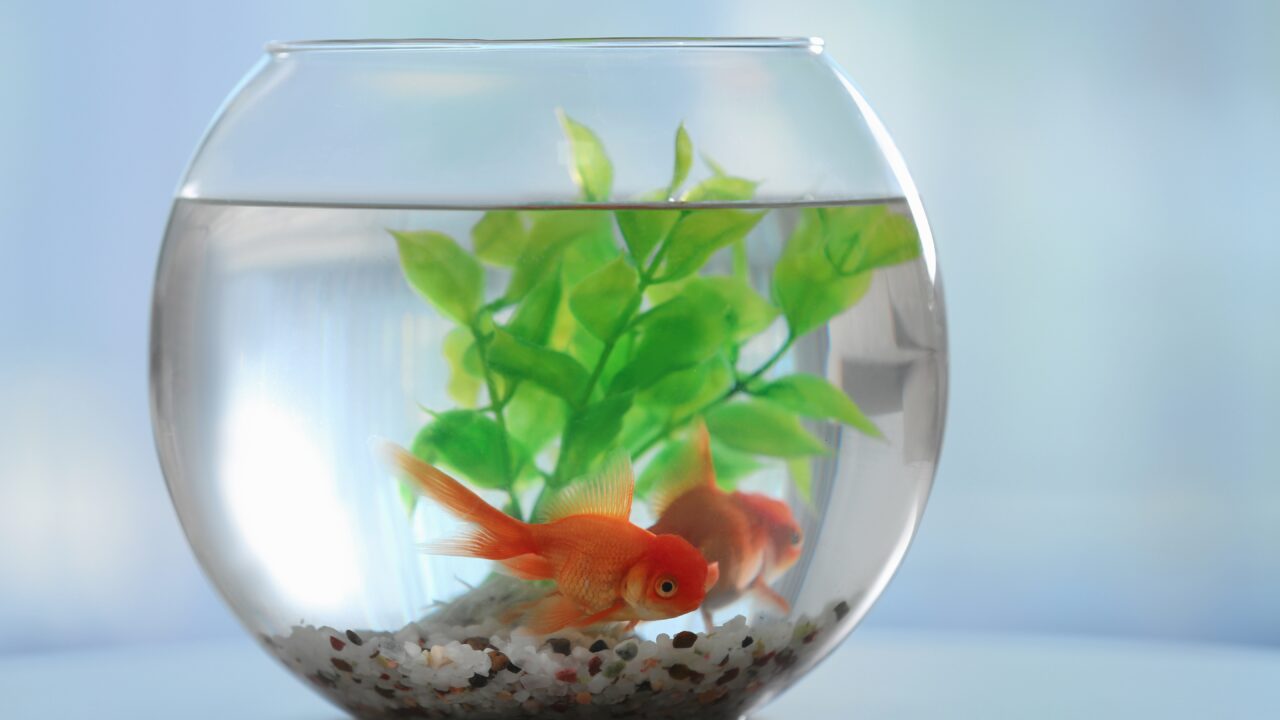 Guldfisk i bowle