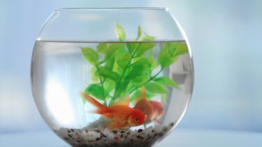Guldfisk i bowle