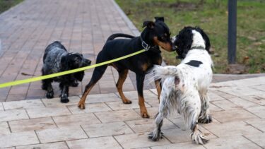 Hunde kan formentligt lugte kræft hos hinanden