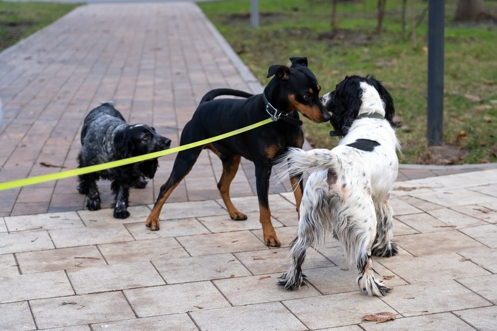 Hunde kan formentligt lugte kræft hos hinanden