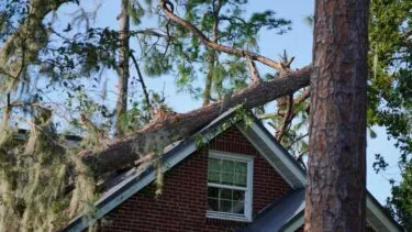 Et træ er væltet ned over et hus i Florida