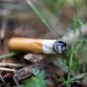 Cigaretskod i naturen