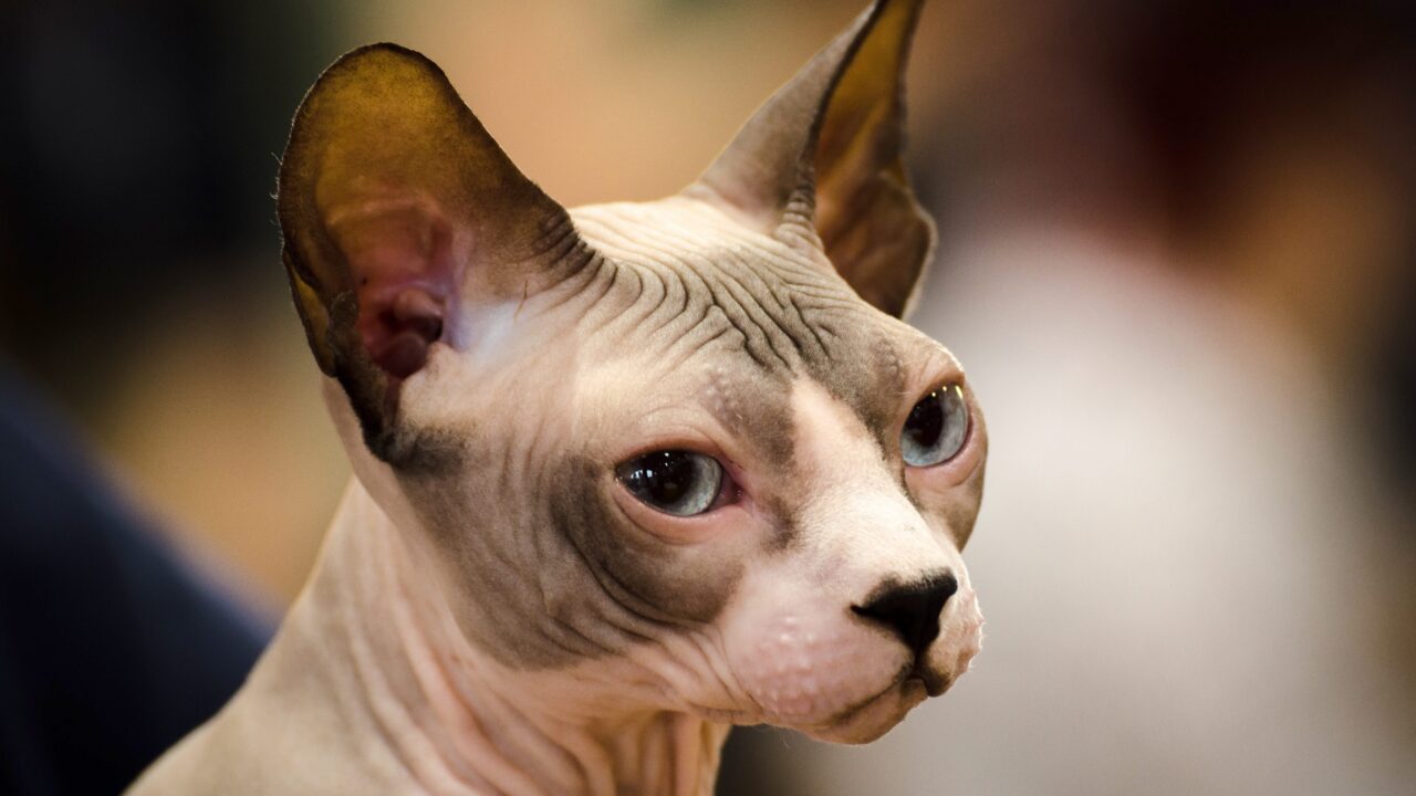 Sphynx-kat