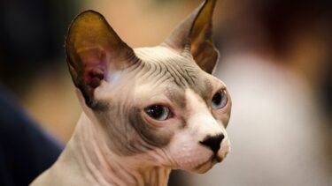 Sphynx-kat