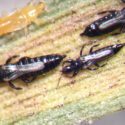 Dunatothrips-insekter