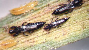 Dunatothrips-insekter