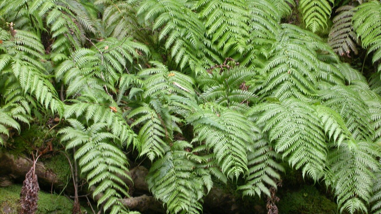Woodwardia bregner