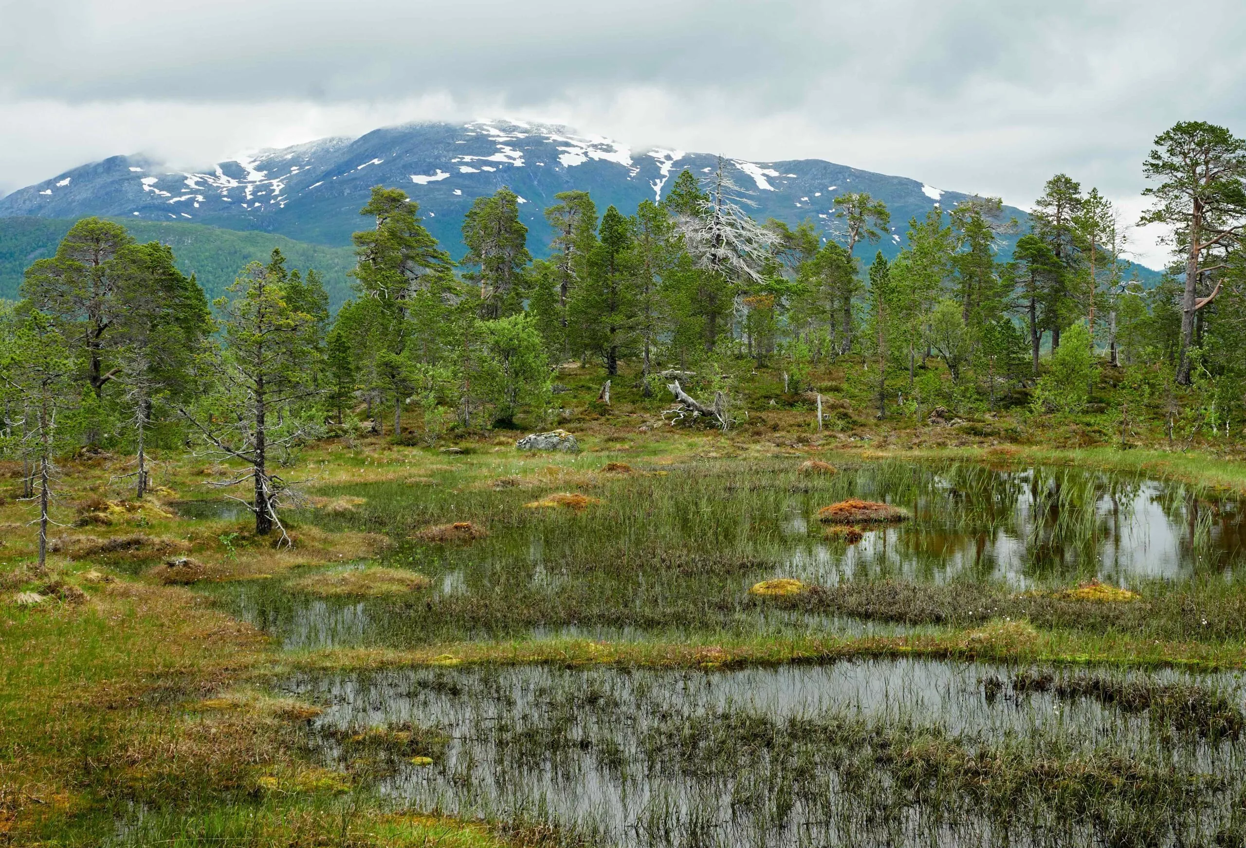 Ånderdalen Nationalpark i Norge