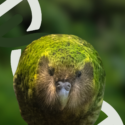 collage med Kakapo og dna-streng