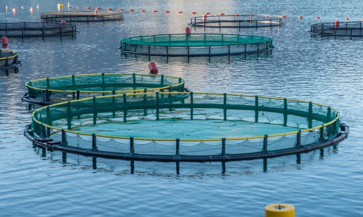 Runde net til opdræt af fisk