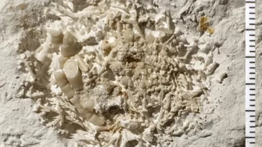 Den fossile klump opkast