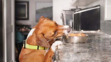 hund, der spiser mad af køkkenbordet.