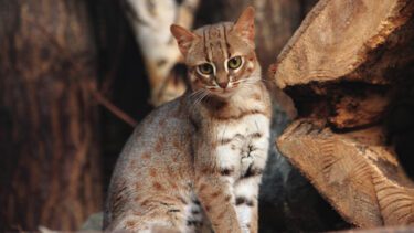 Dette er et billede af den rustplettede kat (Prionailurus rubiginosus), som er en af de mindste kattearter i verden. Den nu uddøde kat var på samme størrelse eller mindre endnu.