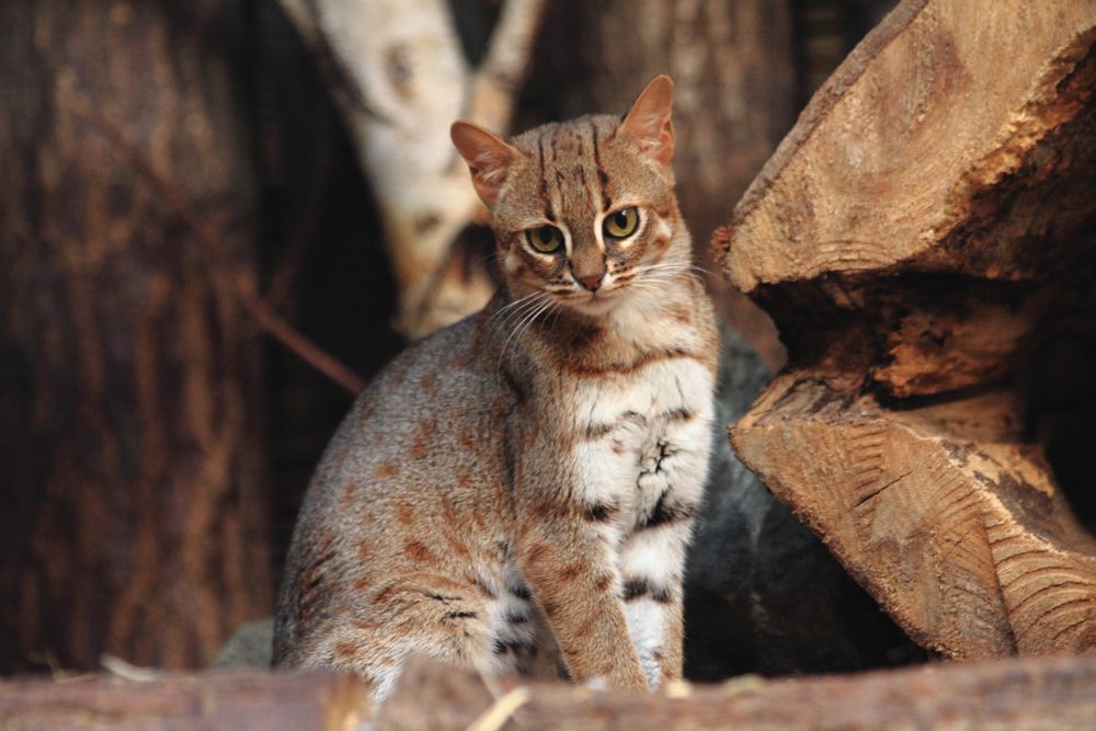 Dette er et billede af den rustplettede kat (Prionailurus rubiginosus), som er en af de mindste kattearter i verden. Den nu uddøde kat var på samme størrelse eller mindre endnu.