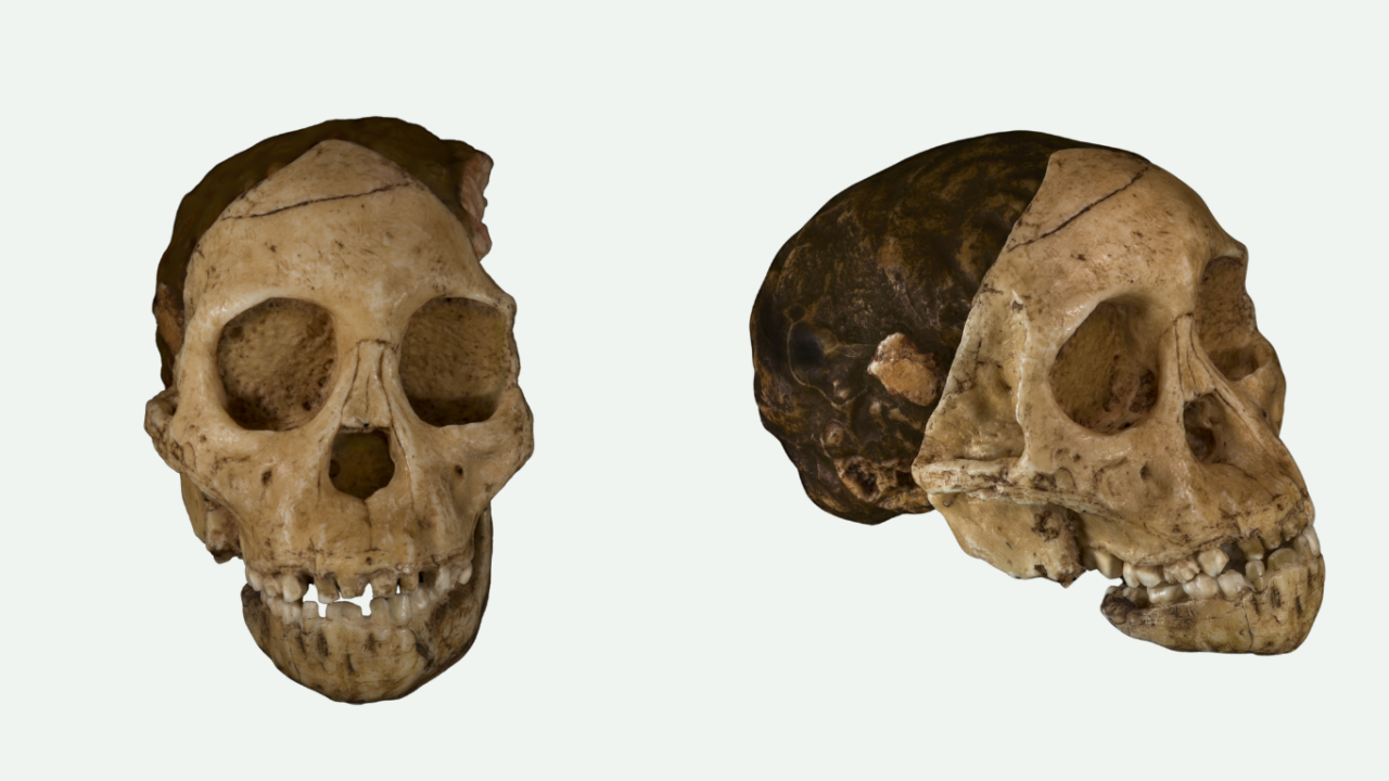 Kraniet fra en Australopithecus africanus