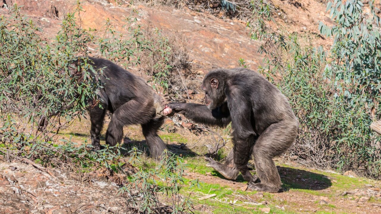 En han-chimpanse der går efter en hun-chimpanse