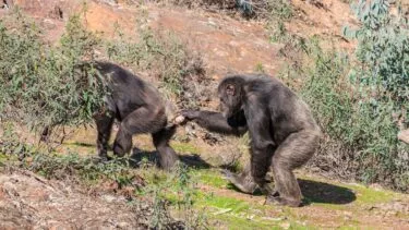 En han-chimpanse der går efter en hun-chimpanse