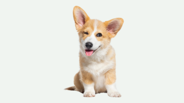 en corgihund blink