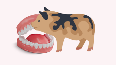Illustration af minigris og gebis