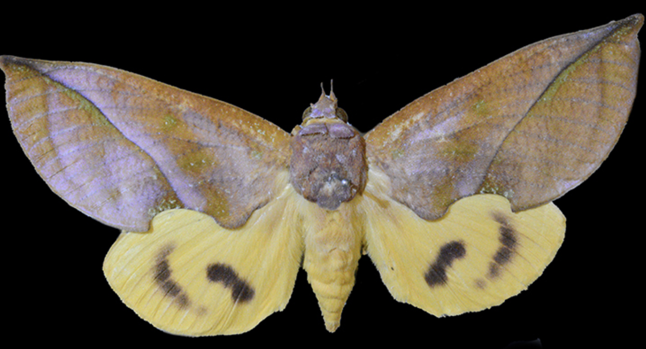 Sådan ser den nyopdagede mølart ud. (Foto: University of Western Australia)