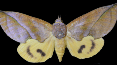 Sådan ser den nyopdagede mølart ud. (Foto: University of Western Australia)
