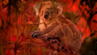En koala i en brændende skov