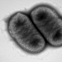 K. pneumoniae i mikroskop