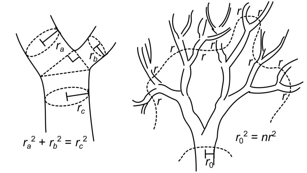 illustration af træer og grenes tykkelse fra videnskabeligt studie