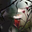 Billede af gemte blomster bag et tornekrat
