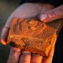 Fossil af Ferruaspis brocksi med maveindhold