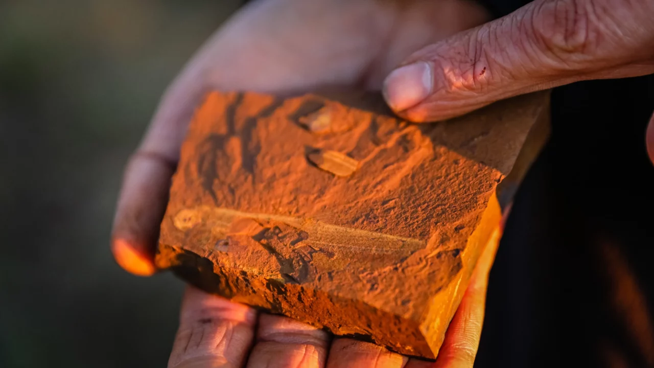 Fossil af Ferruaspis brocksi med maveindhold