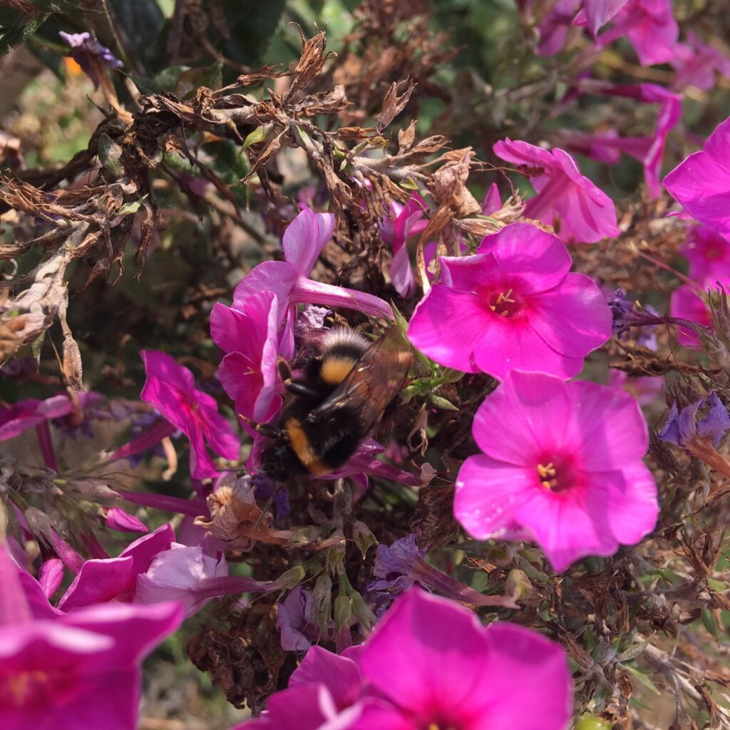 En humlebi er på besøg i en blomst fra en tobaksplante