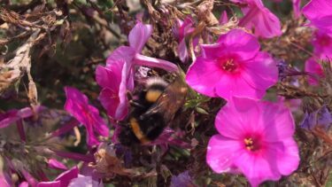 En humlebi er på besøg i en blomst fra en tobaksplante