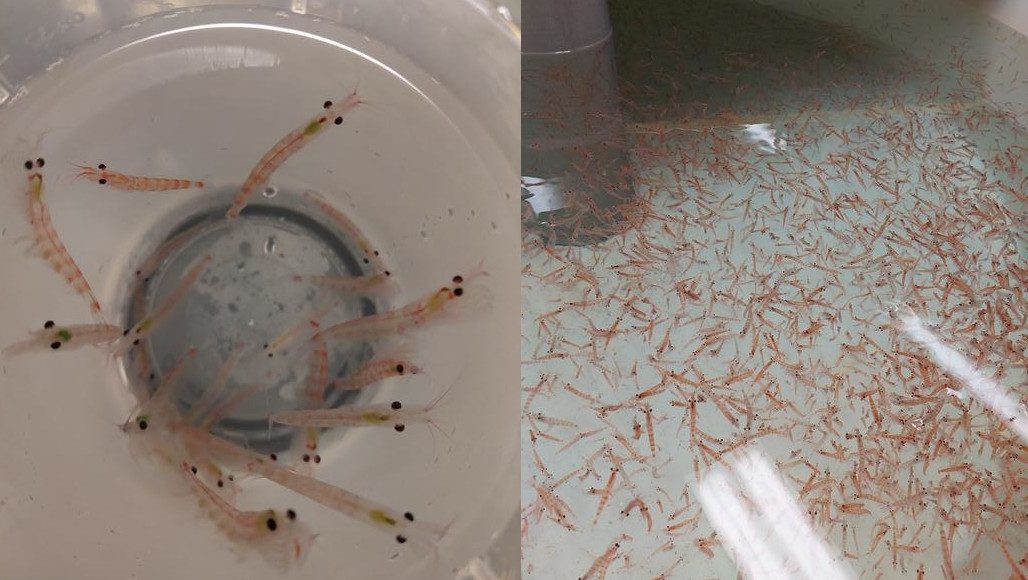 Krill i tanke med havvand