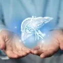 Læges hænder holder et hologram af en lever