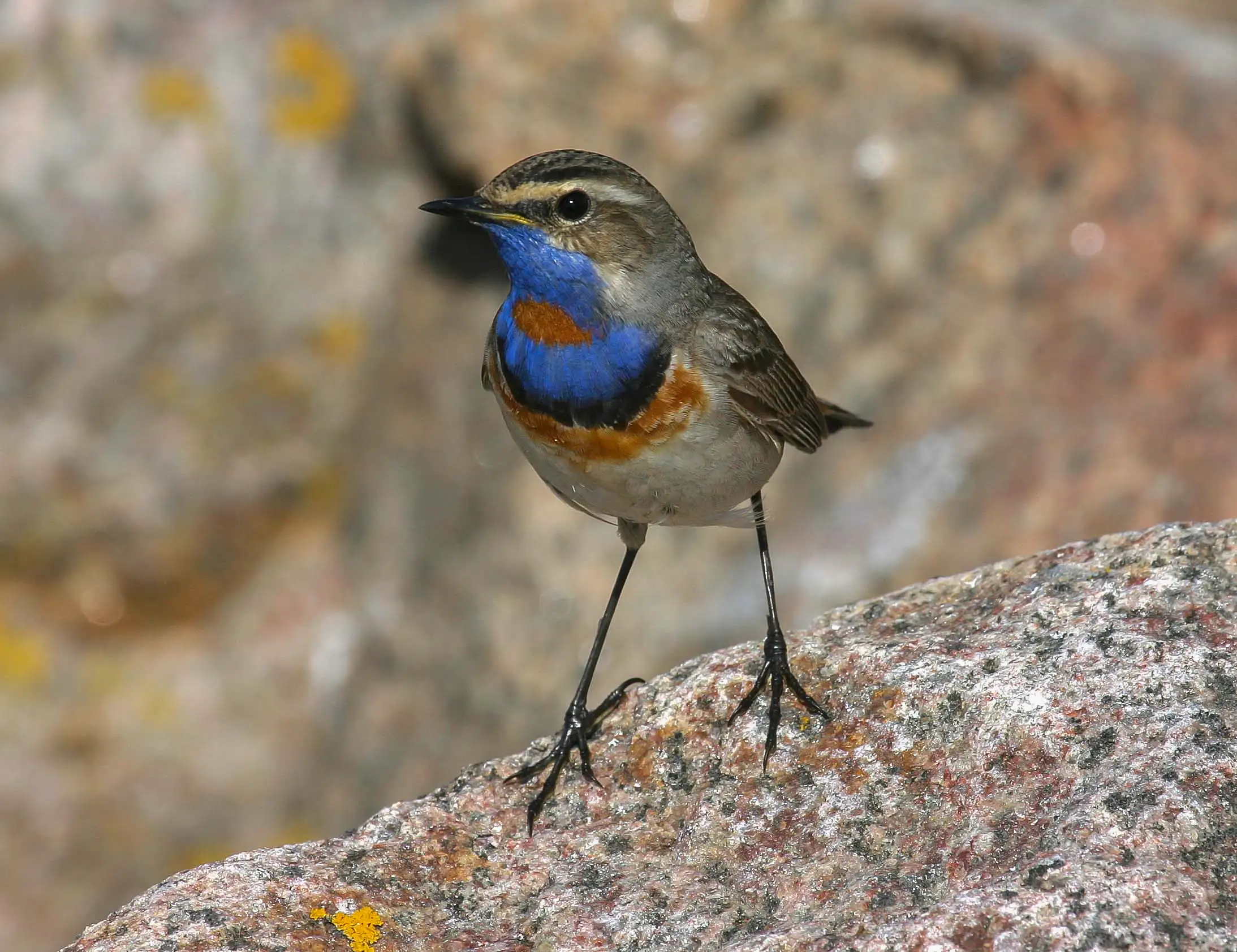 En fugl står på en sten